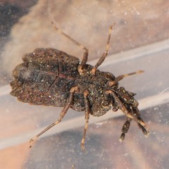 Aradus robustus