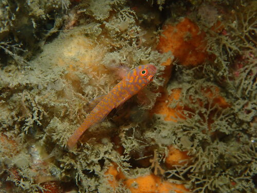 Trimma okinawae observed 2025-08-17
