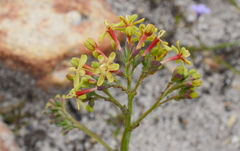 Codonorhiza micrantha