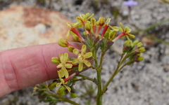 Codonorhiza micrantha