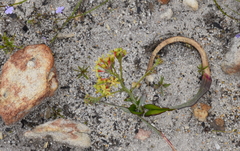 Codonorhiza micrantha