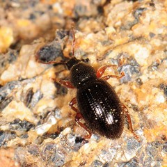 Barypeithes pellucidus