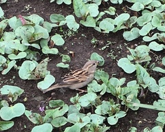 Passer domesticus