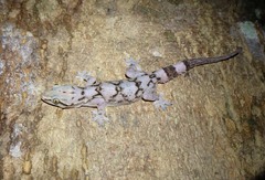 Hemidactylus depressus