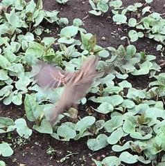 Passer domesticus