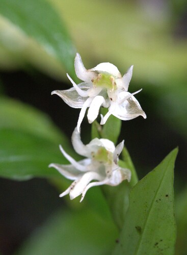 Habenaria foliosa