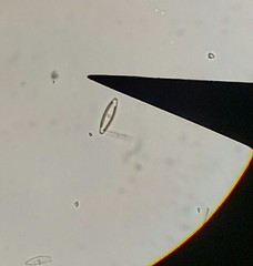 Naviculales