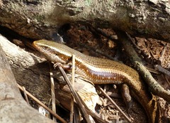 Eutropis lankae