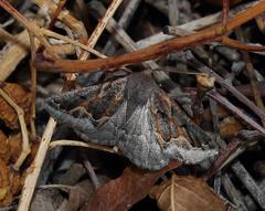 Drepanogynis intricata