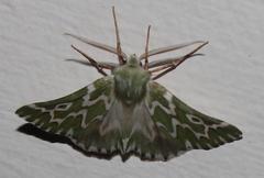 Drepanogynis bifasciata