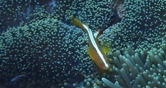 Amphiprion sandaracinos