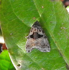 Cobubatha metaspilaris