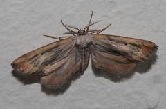 Hebdomophruda