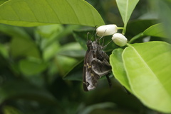 Chioides