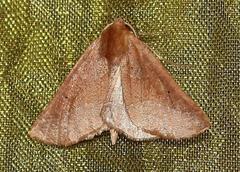 Drepanogynis cnephaeogramma