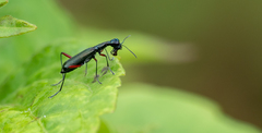 Neocollyris emarginata