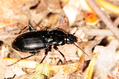 Pterostichus mutus