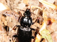 Pterostichus mutus
