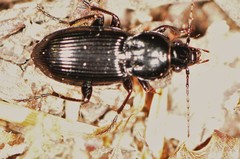 Pterostichus mutus
