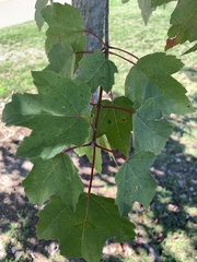 Acer rubrum