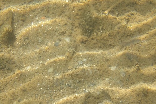 Caucasian dwarf goby (Knipowitschia caucasica) — Gobiidae — 3