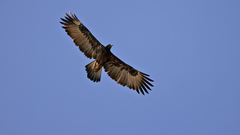 Gurney's Eagle photo 1
