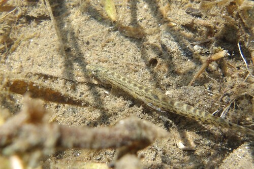 Vardar spined loach (Cobitis vardarensis) — Cobitidae — 2
