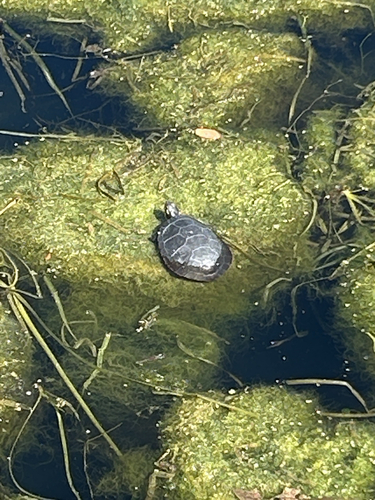 Painted Turtle