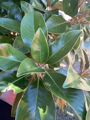 Magnolia grandiflora