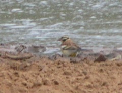 Emberiza flaviventris kalaharica