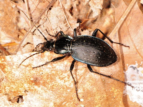 Carabus Goryi