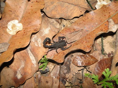 Tityus obscurus