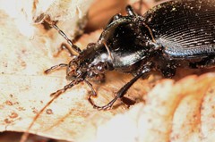 Carabus goryi