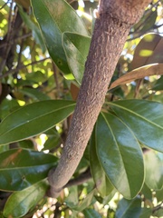 Magnolia grandiflora