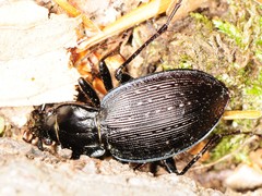 Carabus goryi