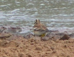 Emberiza flaviventris kalaharica