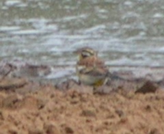 Emberiza flaviventris kalaharica