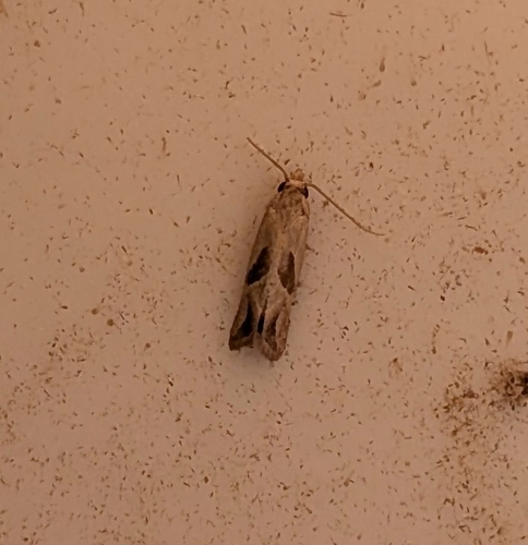 Two-spotted Eugnosta Moth photo 2