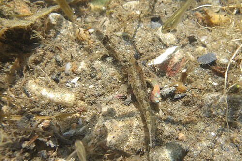Caucasian Dwarf Goby, Κεντρική Μακεδονία, Ελλάδα, photo 9 of 10