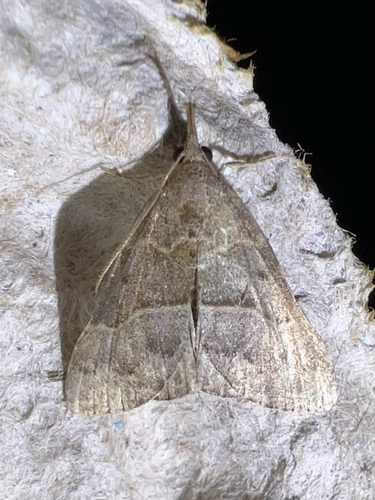 Red-footed Snout