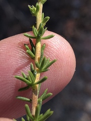 Selago glomerata