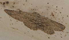 Ascotis reciprocaria