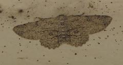 Ascotis reciprocaria