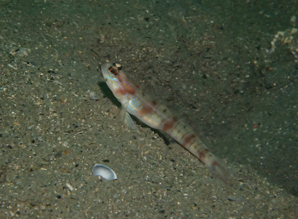 Bleeker's Shrimpgoby