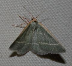 Microloxia ruficornis