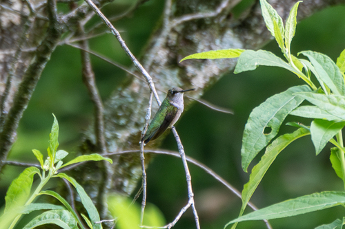 Ruby-throated Hummingbird photographed in Tennessee