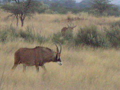 Hippotragus equinus equinus