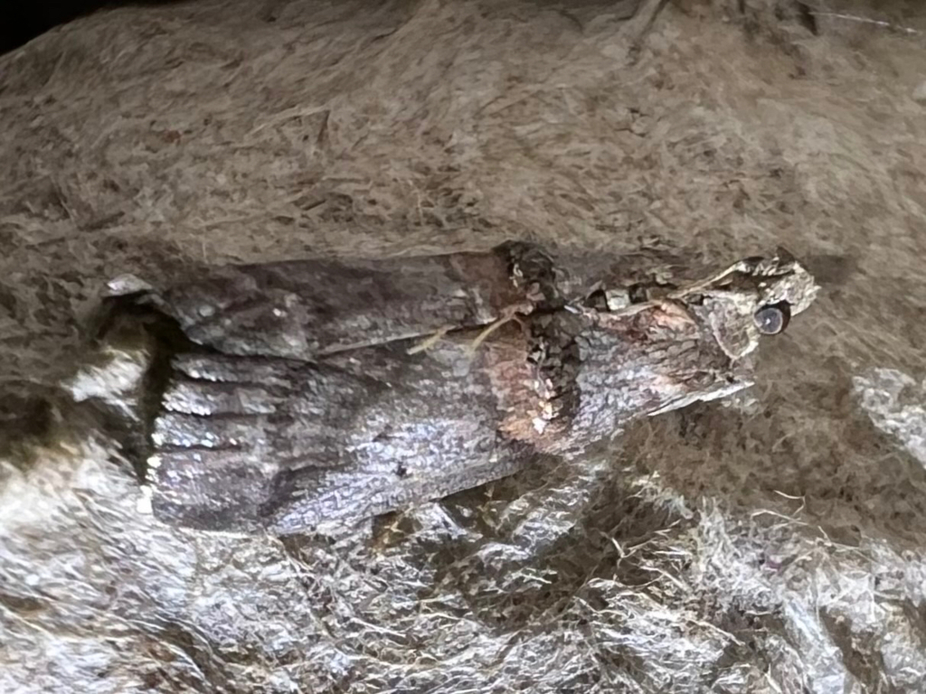 Hickory Leafstem Borer