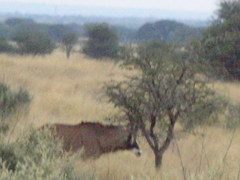 Hippotragus equinus equinus