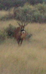 Hippotragus equinus equinus